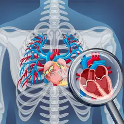 Human Heart Lungs Diagram Cardiology
