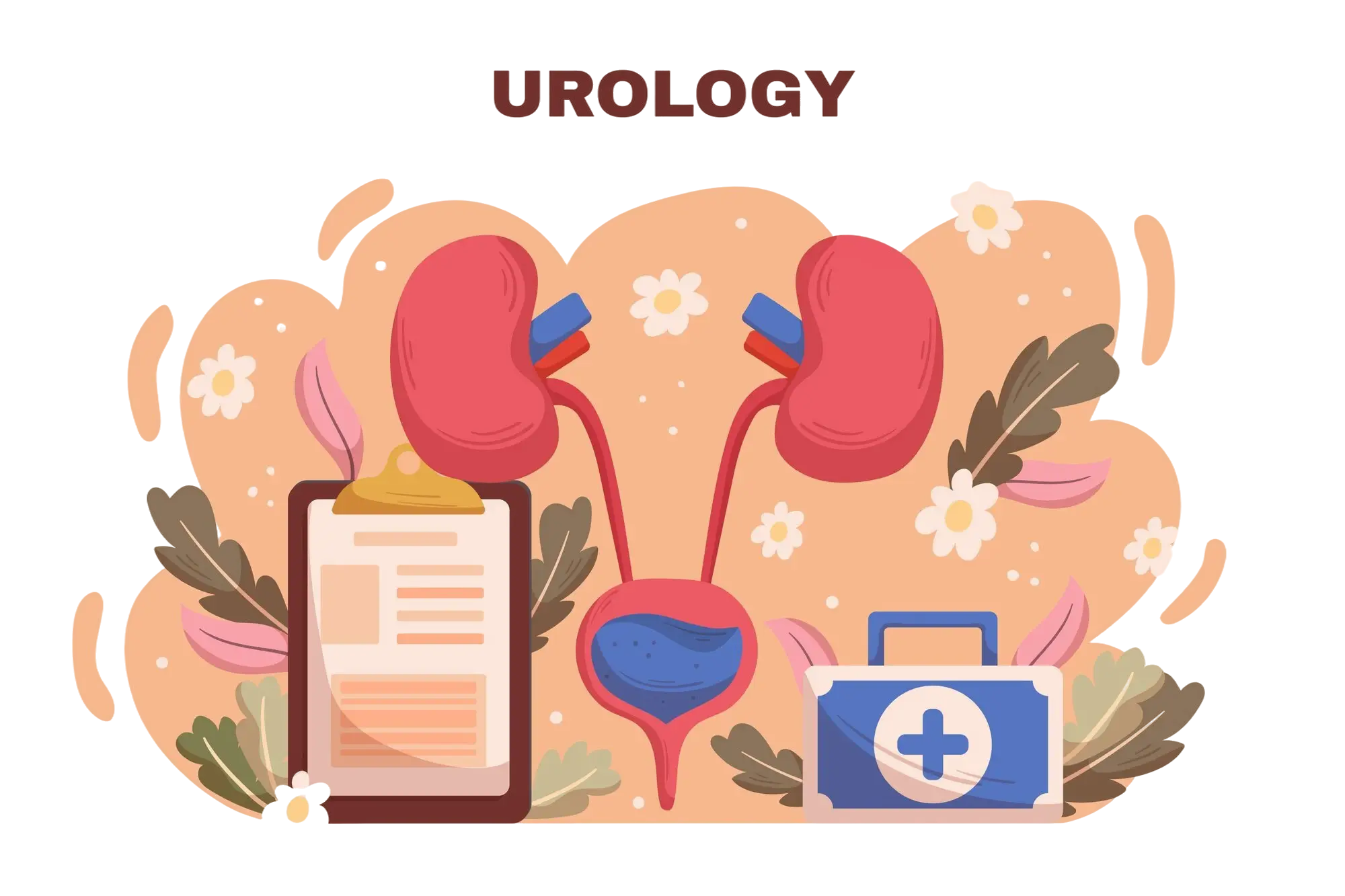Urology illustration