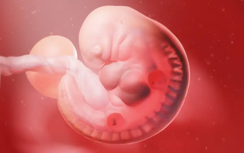 Embryology