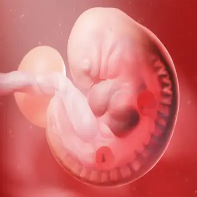 Embryology