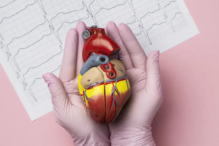 Organ donation and heart health awareness with an anatomical heart model